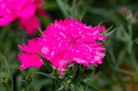 tief Rosa Nelke Blumensamen zur Aussaat Schnitt Blume beliebt Traditionssorte & ohne Gentechnik Samen Hausgarten