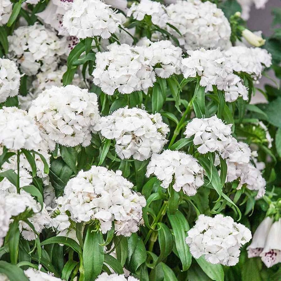 Weiß dianthus pflanzen wachsend in töpfen