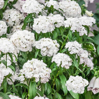 Weiß dianthus pflanzen wachsend in töpfen