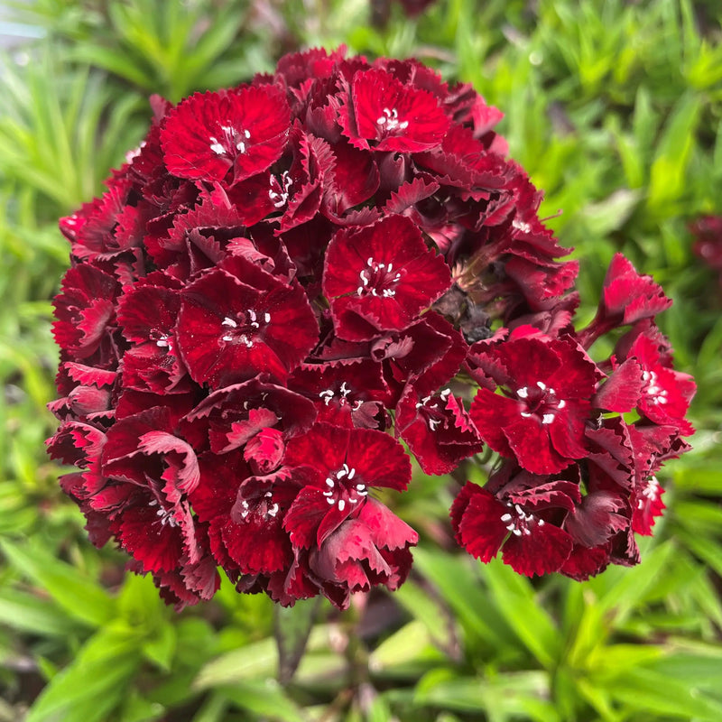 Dianthus maroon blume samen for anpflanzung vibrant garten blooms