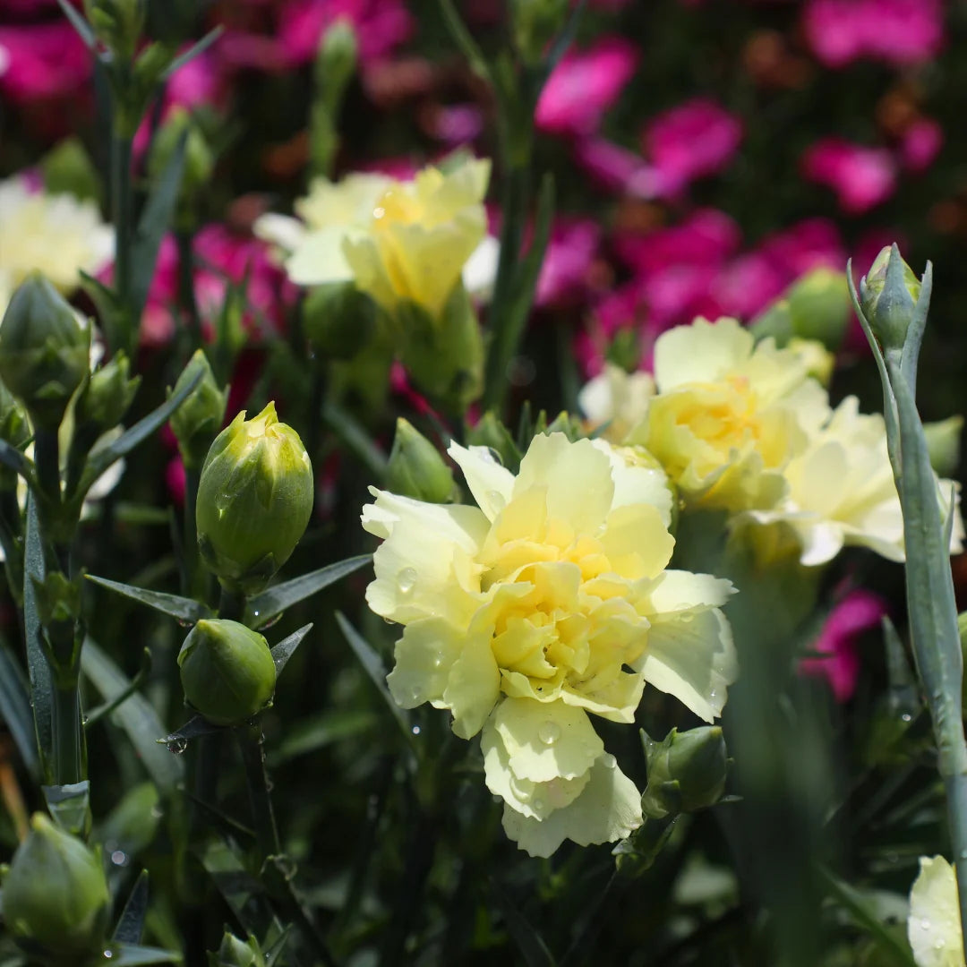 hell Gelb Nelke Blumensamen zur Aussaat – Wildblume Mischung – Traditionssorte & ohne Gentechnik Samen Hausgarten