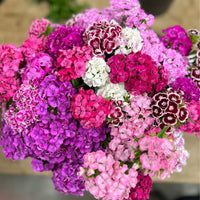 Gemischt Williams Blumensamen zur Aussaat – leuchtend – Traditionssorte & ohne Gentechnik Samen Hausgarten