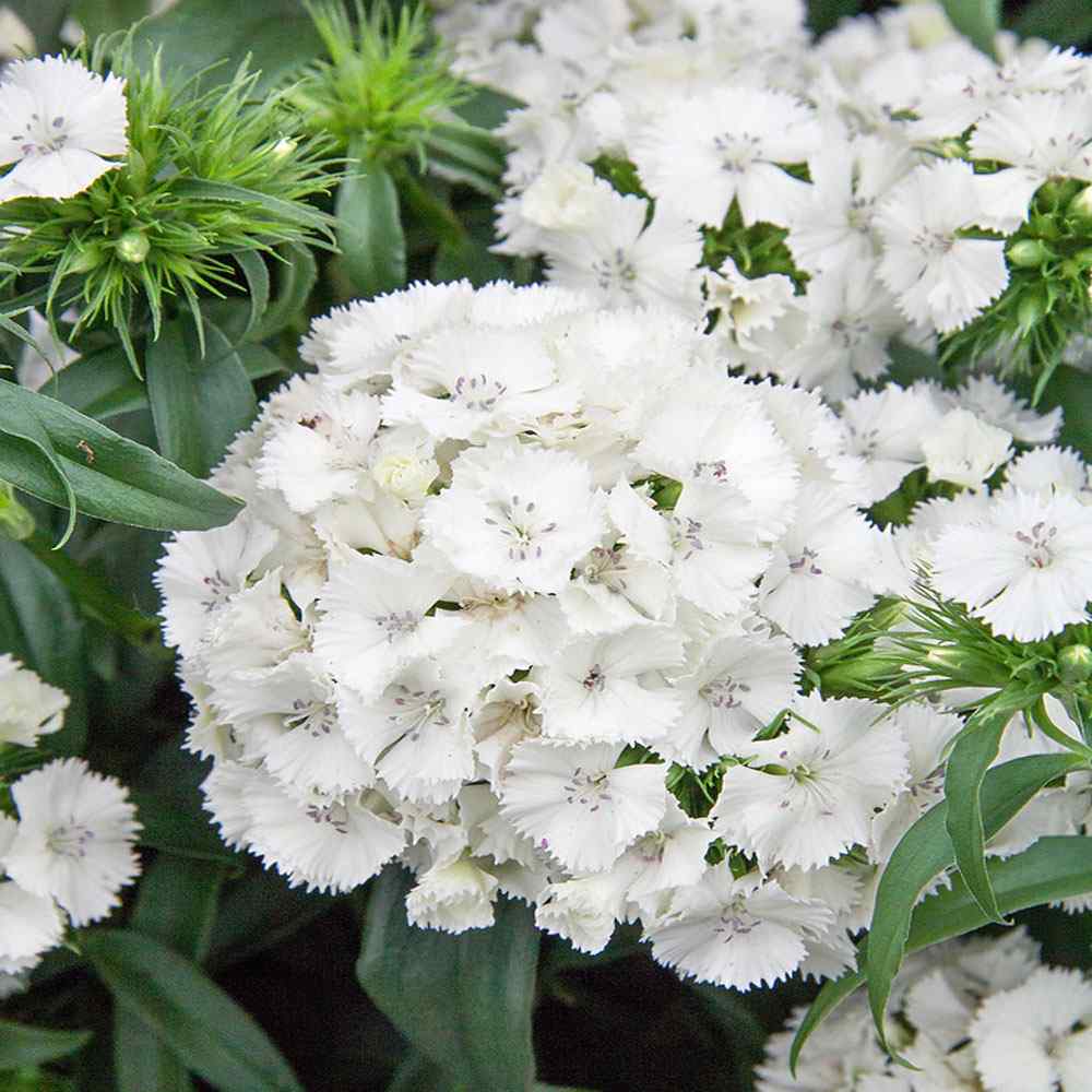 Dianthus (dianthus blume) samen for anpflanzung in home garten