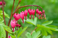 Traditionssorte Heart Blumensamen zur Aussaat Schnitt Blume beliebt Traditionssorte & ohne Gentechnik Samen Hausgarten