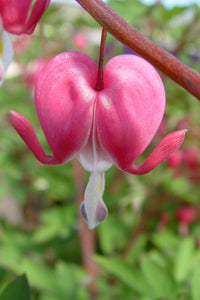 Rot Bleeding Heart Blumensamen zur Aussaat – sonnenliebend – Traditionssorte & ohne Gentechnik Samen Hausgarten