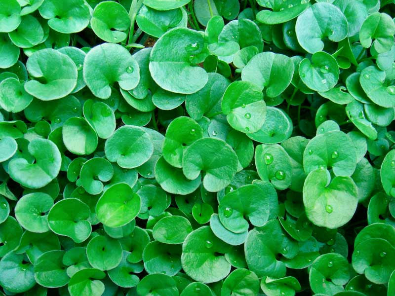 Dichondra Repens Lawn Blumensamen zur Aussaat – Garten beliebt – Traditionssorte & ohne Gentechnik Samen Hausgarten