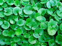 Dichondra Repens Lawn Blumensamen zur Aussaat – Garten beliebt – Traditionssorte & ohne Gentechnik Samen Hausgarten
