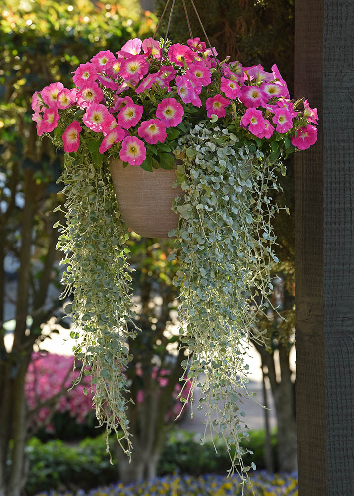 Dichondra Blumensamen zur Aussaat leuchtend Blüten Traditionssorte & ohne Gentechnik Samen Hausgarten