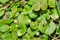 Dichondra Blumensamen zur Aussaat leuchtend Traditionssorte & ohne Gentechnik Samen Hausgarten