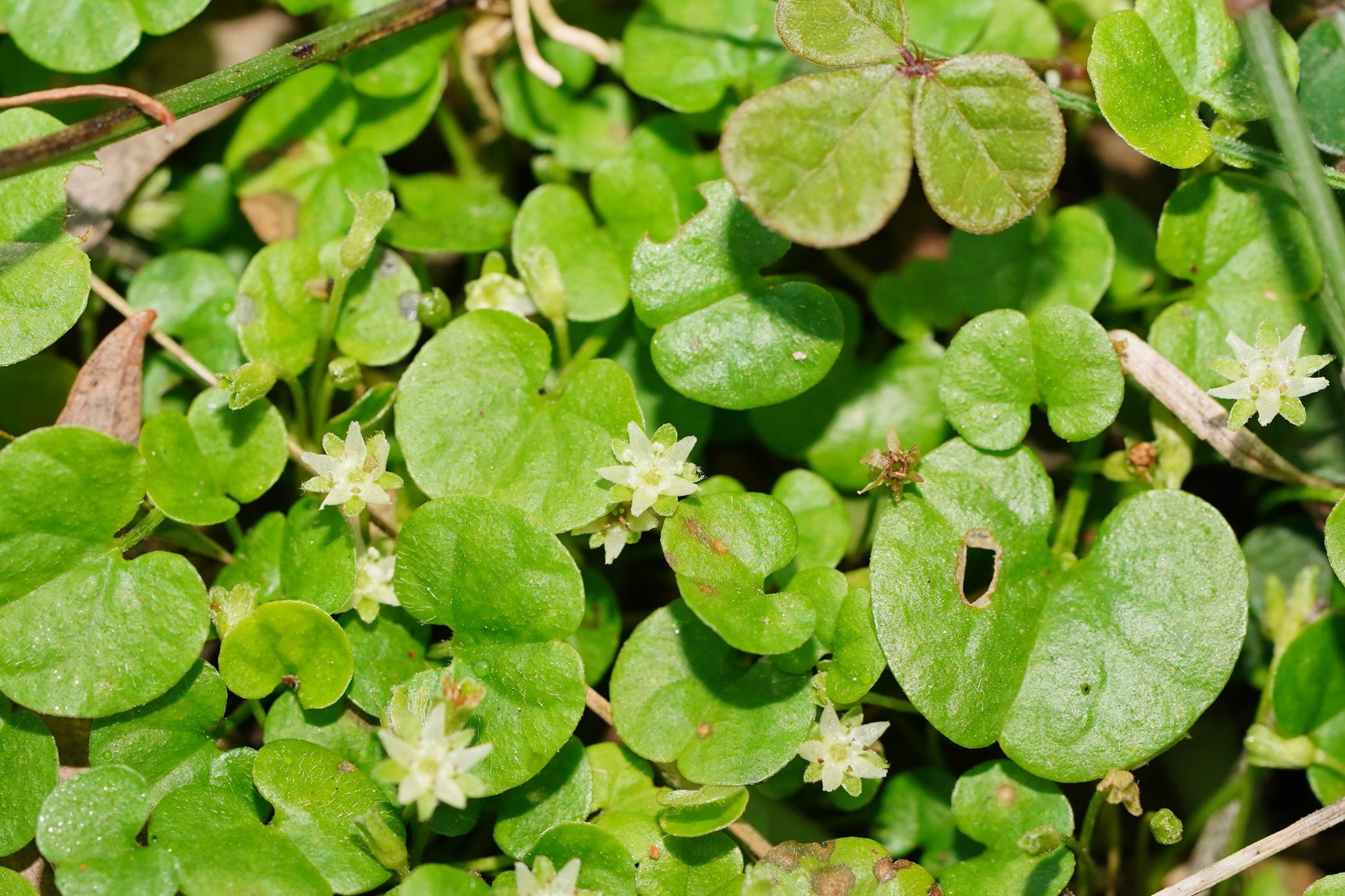 Rosa Dichondra Repens Blumensamen zur Aussaat – ideal Rabatten – Traditionssorte & ohne Gentechnik Samen Hausgarten