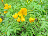 Didymobotrya gelb blumen blooming in garten