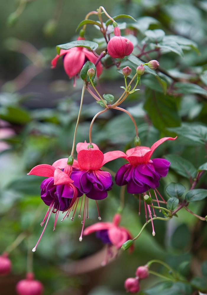 Lila Fuchsie Magellanica Blumensamen zur Aussaat – sonnenliebend – Traditionssorte & ohne Gentechnik Samen Hausgarten