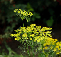 Graveolens Blumensamen zur Aussaat – Drought verträglich – Traditionssorte & ohne Gentechnik Samen Hausgarten