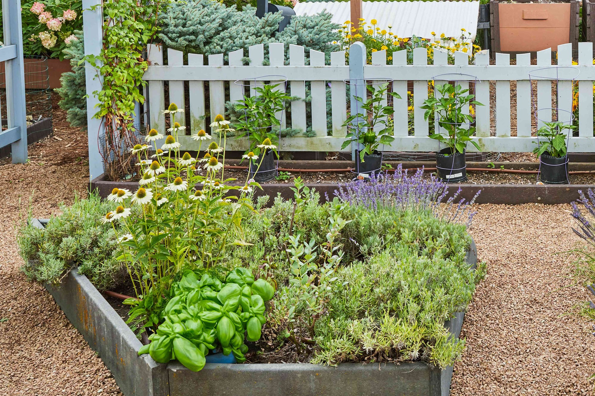Dill, Chives, and Sage Kraut Samen variety pack for Zuhause gardens