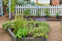 Dill, Chives, and Sage Kraut Samen variety pack for Zuhause gardens