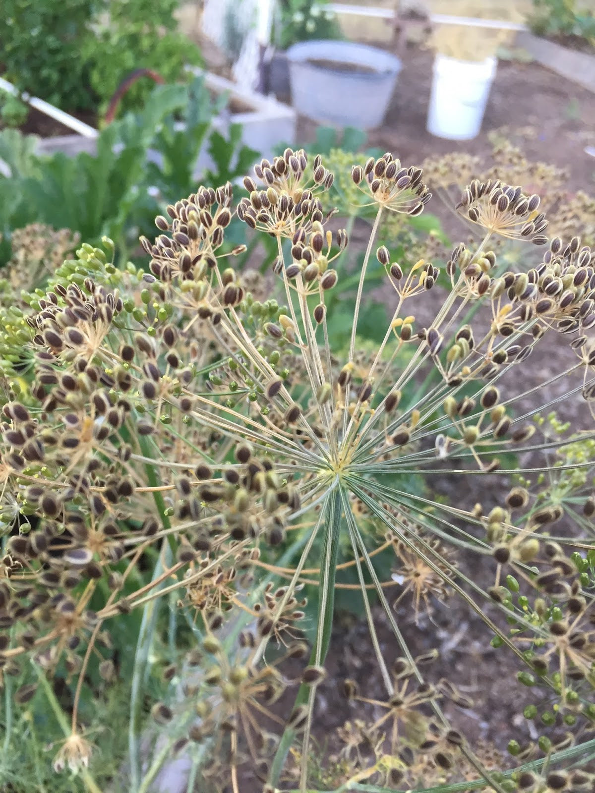 Dill Samen Germinating in Moist Garten Soil