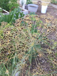 Dill Samen Germinating in Moist Garten Soil