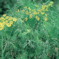 Young Dill Seedlings Anbau in Pots