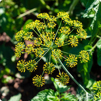 Bouquet Dill Samen Anethum graveolens Pflanze for Zuhause gardens