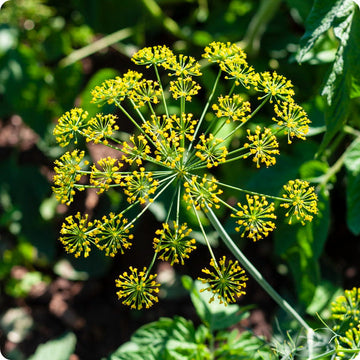 Bouquet Dill Samen Anethum graveolens Pflanze for Zuhause gardens