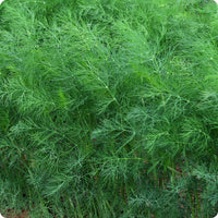 Fernleaf Dill Samen Anethum graveolens compact Pflanze