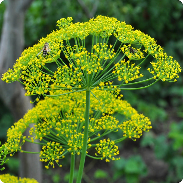 Mammoth Dill Samen Anethum graveolens tall variety Pflanze