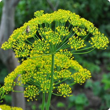 Mammoth Dill Samen Anethum graveolens tall variety Pflanze