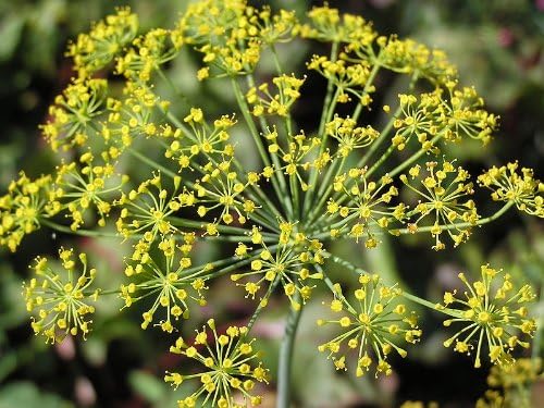 Mammoth Dill Samen Aussaat and Anbau guide