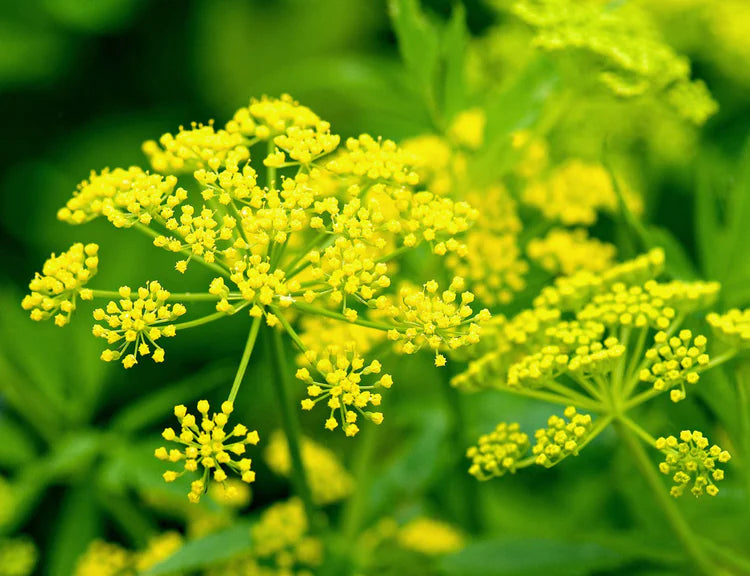 kaufen yellow dill mammoth pflanzung samen Stück, 100 Stück