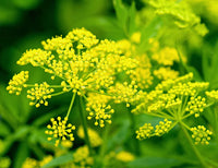 kaufen yellow dill mammoth pflanzung samen Stück, 100 Stück