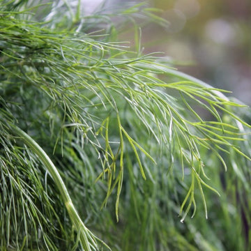 kaufen brown dill grain pflanze pflanzung samen Stück, 100 Stück