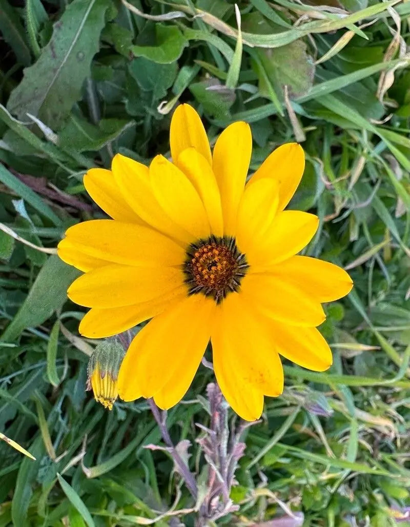 Close-up of gelb dimorphotheca sinuata blooms