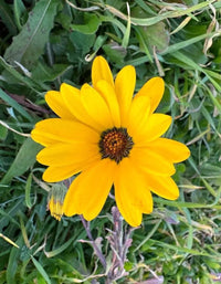 Close-up of gelb dimorphotheca sinuata blooms