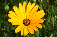 Gelb dimorphotheca blumen wachsend in töpfen