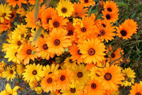 Cape Studentenblume Blumensamen zur Aussaat – Anzucht – Traditionssorte & ohne Gentechnik Samen Hausgarten