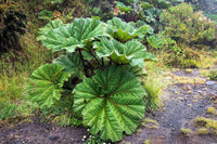 Gunnera insignis used as focal point in water Garten landscape