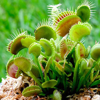 Dionaea muscipula traps with red interior foliage