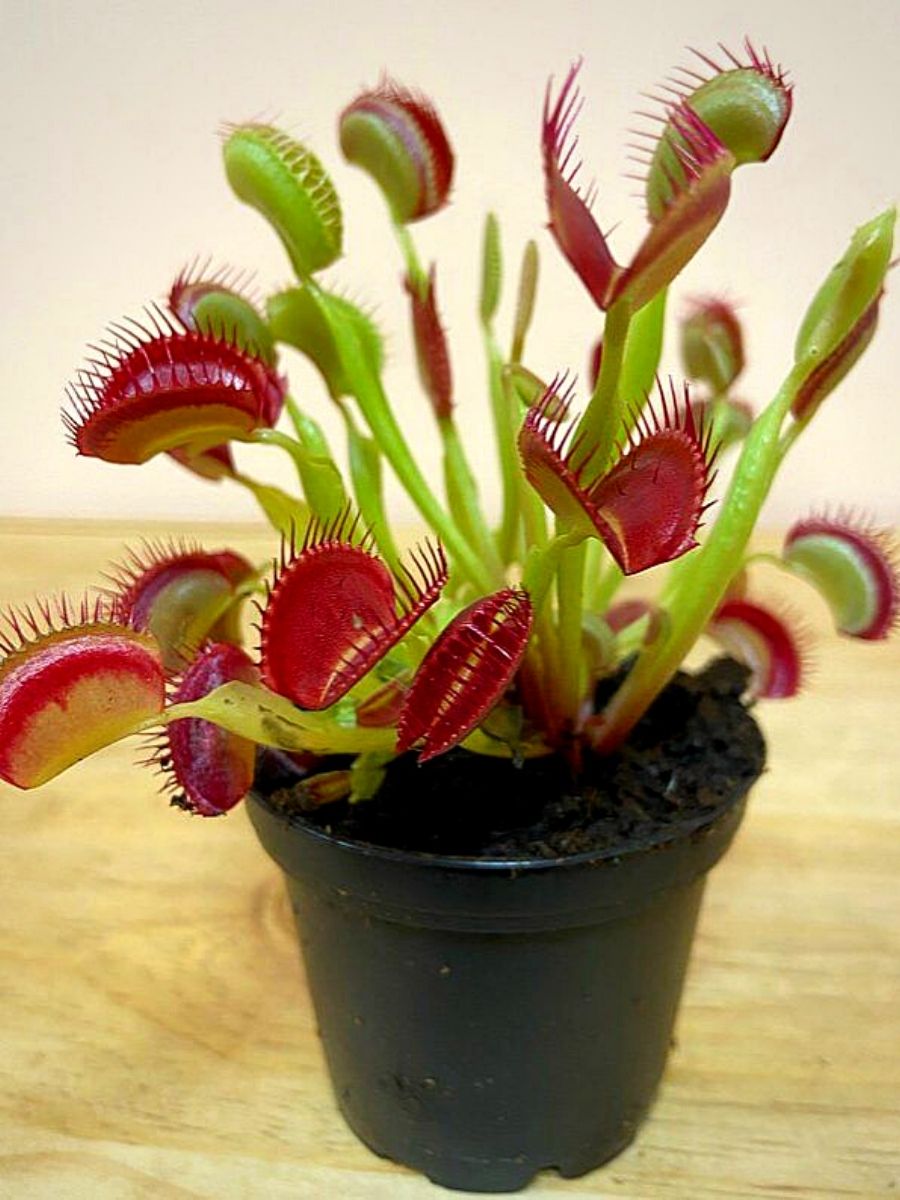 Dionaea muscipula trap foliage grown from Samen