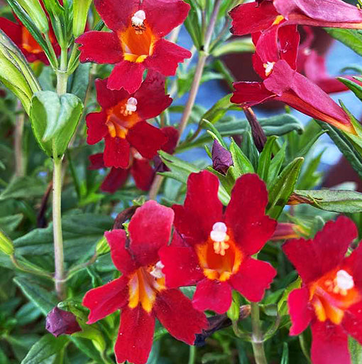 Rot Monkey Blumensamen zur Aussaat – kompakt Wuchs – Traditionssorte & ohne Gentechnik Samen Hausgarten