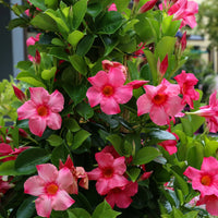 Dipladenia Blumensamen zur Aussaat – Bestäuber freundlich – Traditionssorte & ohne Gentechnik Samen Hausgarten