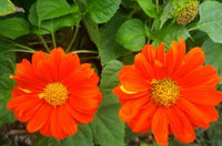 Orange Mini Sonnenblume Samen zur Aussaat – Traditionssorte ohne Gentechnik Garten Samen Schnitt Blumen