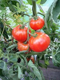 Peron sprayless tomatoes wachsend on pflanze