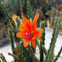 Orange nopalxochia blume samen blume samen for anpflanzung premium quality heirloom & gmo free samen for home garten 
 
 sale for anpflanzung in home garten