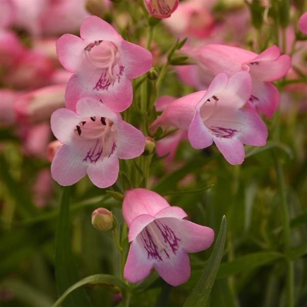 Rosa Penstemon Blumensamen zur Aussaat – pflegeleicht – Traditionssorte & ohne Gentechnik Samen Hausgarten