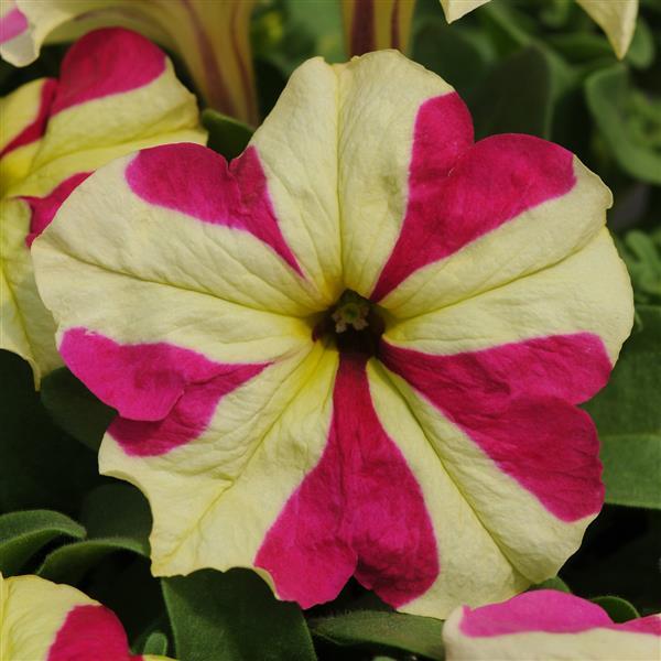 Semi di petunia pellettati misti da seminare