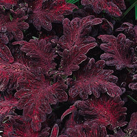 tief Lila Dragon Buntnessel Samen Blumensamen zur Aussaat farbenfroh Schau Traditionssorte & ohne Gentechnik Samen Hausgarten