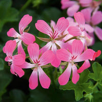 Rose Pelargonium Peltatum Samen zur Aussaat Wildblume Mischung Traditionssorte & ohne Gentechnik Samen Hausgarten
