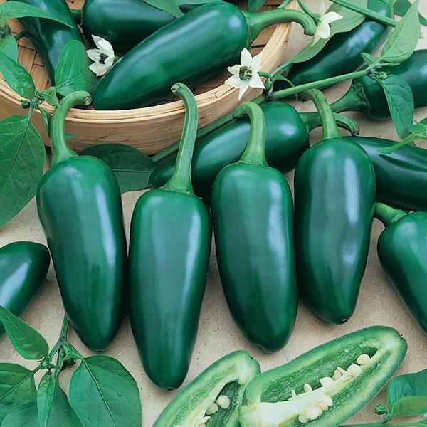 Jalapeno Gemüsesamen zur Aussaat Wildblume Mischung Traditionssorte & ohne Gentechnik Samen Hausgarten