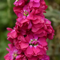 Kastanienrot Levkoje Incana Blumensamen zur Aussaat – lang Blüte Saison – Traditionssorte & ohne Gentechnik Samen Hausgarten