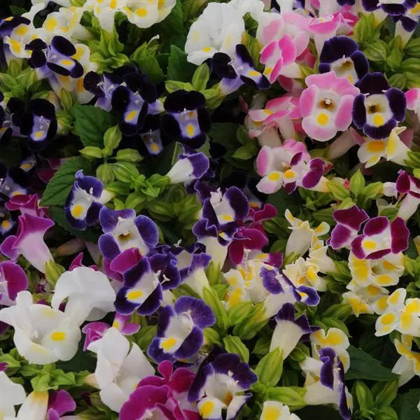 Torenia Kauai Blumensamen zur Aussaat lang Blüte Saison Traditionssorte & ohne Gentechnik Samen Hausgarten